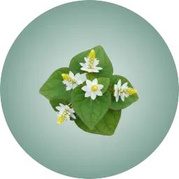 houttuynia-cordata