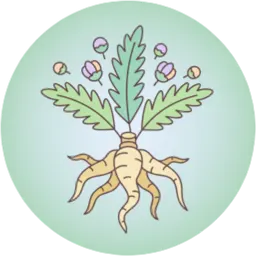 atractylodes