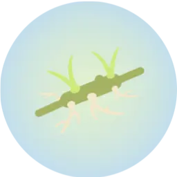 reed-rhizome
